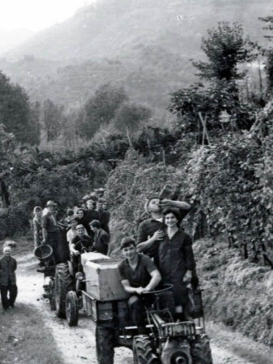 black and white historic photograph of Follador workers in vineyards
